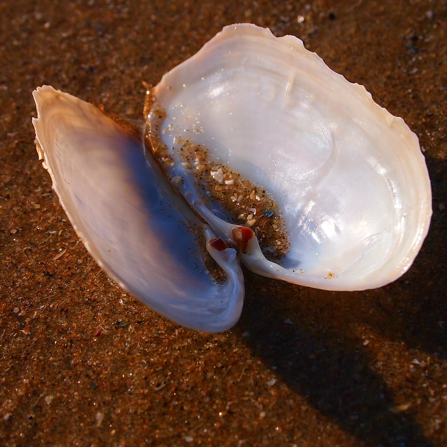 shell, open, beach, setting sun, glimmen, mother of pearl, beauty, sea, animal wildlife, close-up