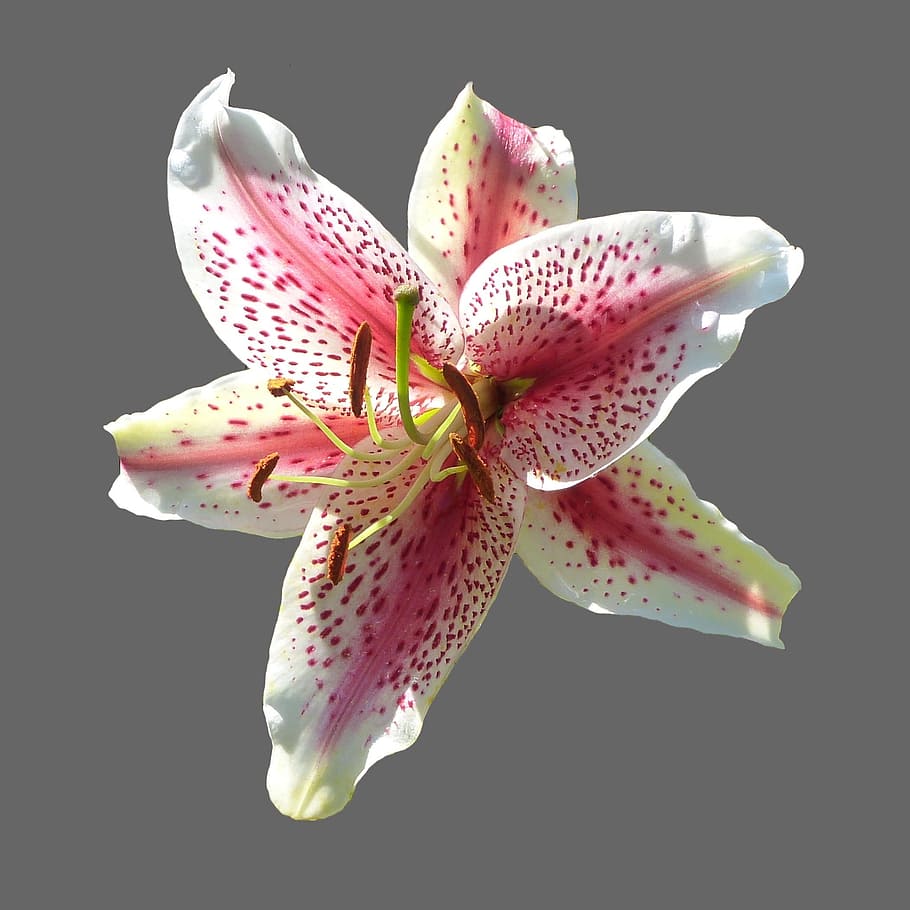 Lily, Blossom, Bloom, White, pink, flower, garden, lilium, tiger lily, close