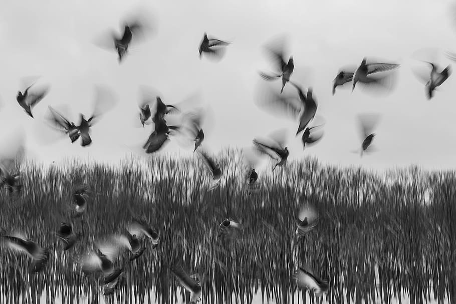 фотография в оттенках серого, утки, птицы, стая, рой, начало, полет, бегство, животные, природа