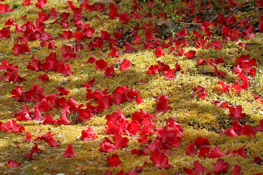 花 シャクナゲ 芽 春 自然 庭 赤 植物 葉 背景 Pxfuel