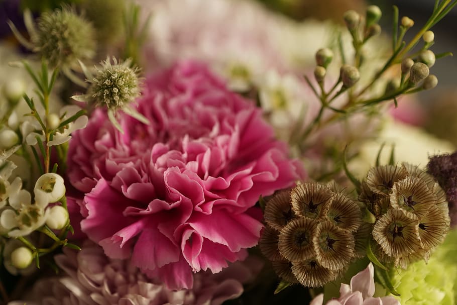 carnation, flower, rose, plant, strauss, macro, gift, present, wedding, map