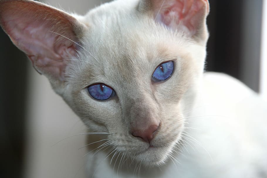 сиамская кошка голубая