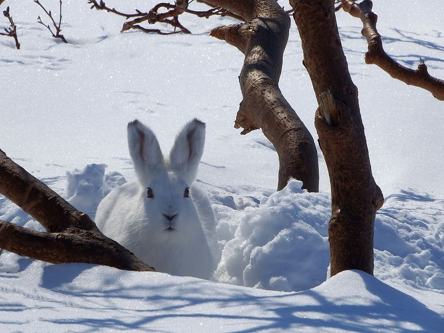 white, rabbit, snowy, field, daytime, Hare, Animal, Rodent, Winter, whitey