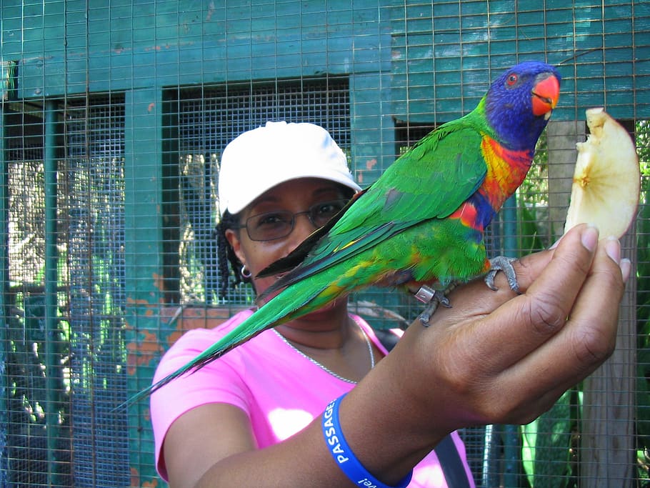 african american, feeding, bird, parrot, real people, vertebrate, one person, holding, day, animal wildlife