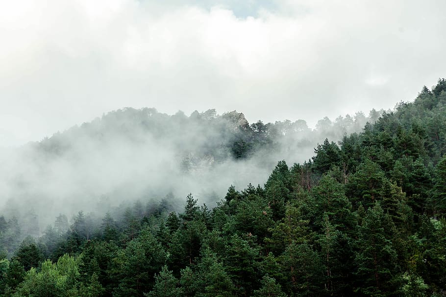 forest trees, white, clouds, daytime, forest, trees, white clouds, black, fog, gray