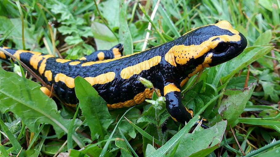 close, yellow, black, gecko, fire salamander, salamander, amphibian, salamandra, amphibians, animal
