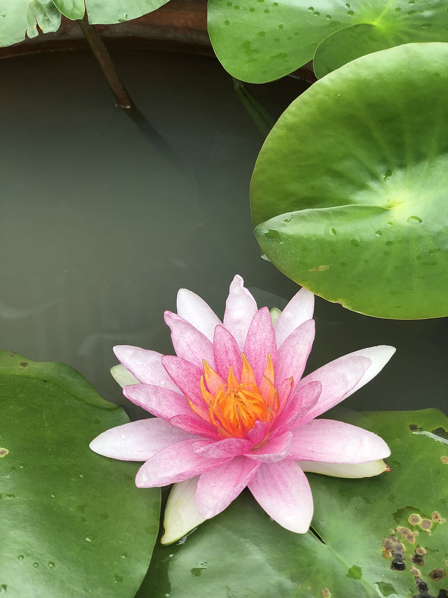 lotus basin, the lotus pond, pink, water plants, tub, reflection, balance, water, plant, nature