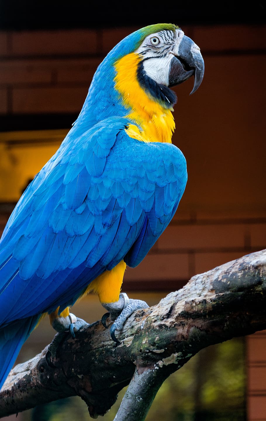 pássaro, azul, jardim zoológico, colorido, exótico, papagaio, vertebrado, animal, temas animais, arara