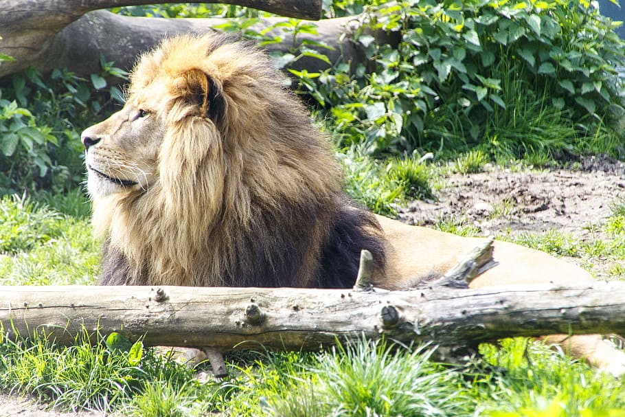 動物 ライオン 動物園 1匹の動物 動物のテーマ ライオン 猫 日 野生の動物 草 哺乳類 Pxfuel