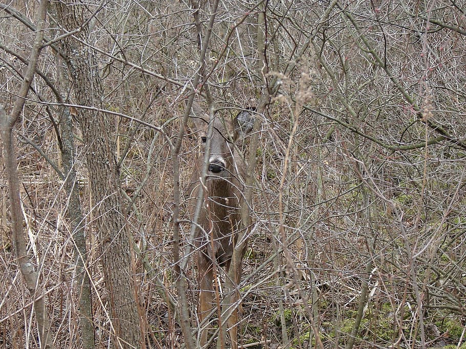 white tailed deer, hiding, leave less bushes, animal, nature, woods, tree, animal themes, animals in the wild, animal wildlife