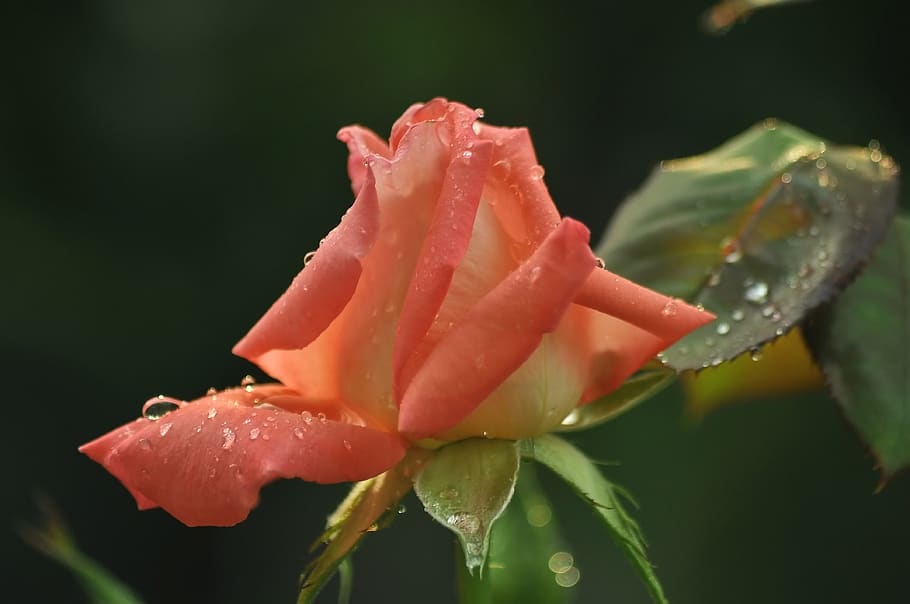 rose, rosa, pink, bud, petals, flowers, garden, dark, background, light