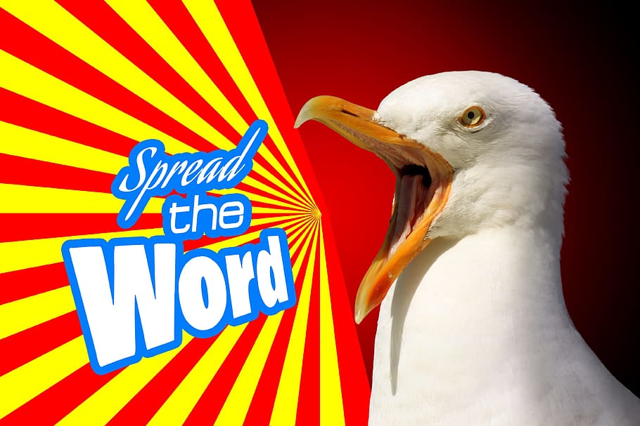 spread, word poster, white, bird print, marketing, advertising, propaganda, notice, seagull, bird