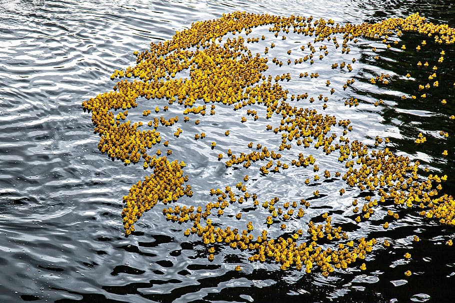 duck meet, ducks, rubber ducks, plastic ducks, duck race, competition, toys, yellow duck, water, race