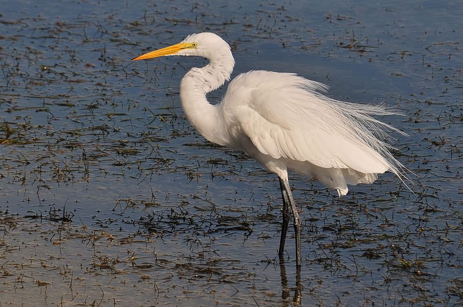 Great Egret, Florida, Birds, egret, wildlife, nature, wading birds, white, heron, avian