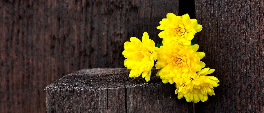 yellow, mums flower arrangement, chrysanthemums, flowers, wood, fence, brown, macro, plant, wood - Material