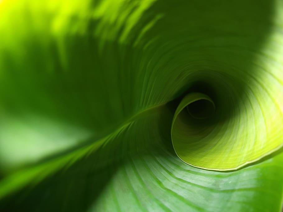 close, banana leaf, leaf, green, plant, banana, green color, plant part, close-up, beauty in nature