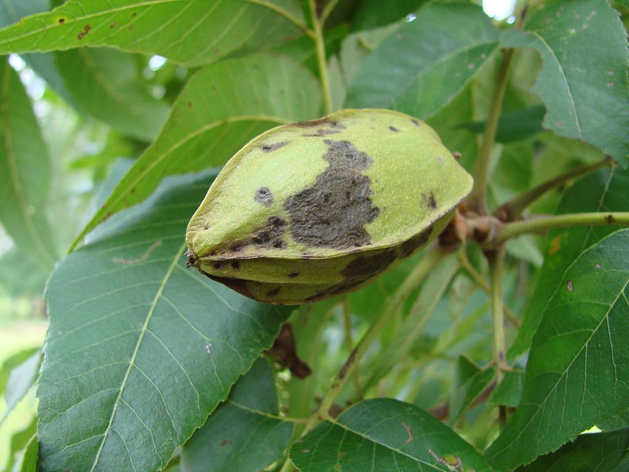 nut, pecan, husk, carya illinoinensis, tree, growing, hickory nuts, leaf, plant part, plant
