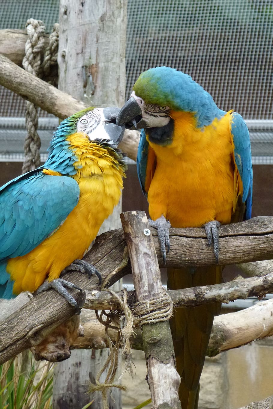 Burung, Bayan, Ciuman, Cinta, emas dan biru macaw, macaw, bertengger, cabang, hewan bertulang belakang, burung beo