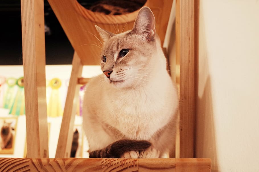 low, angle photo, white, cat, wooden, surface, inside, room, cat cafe, cute