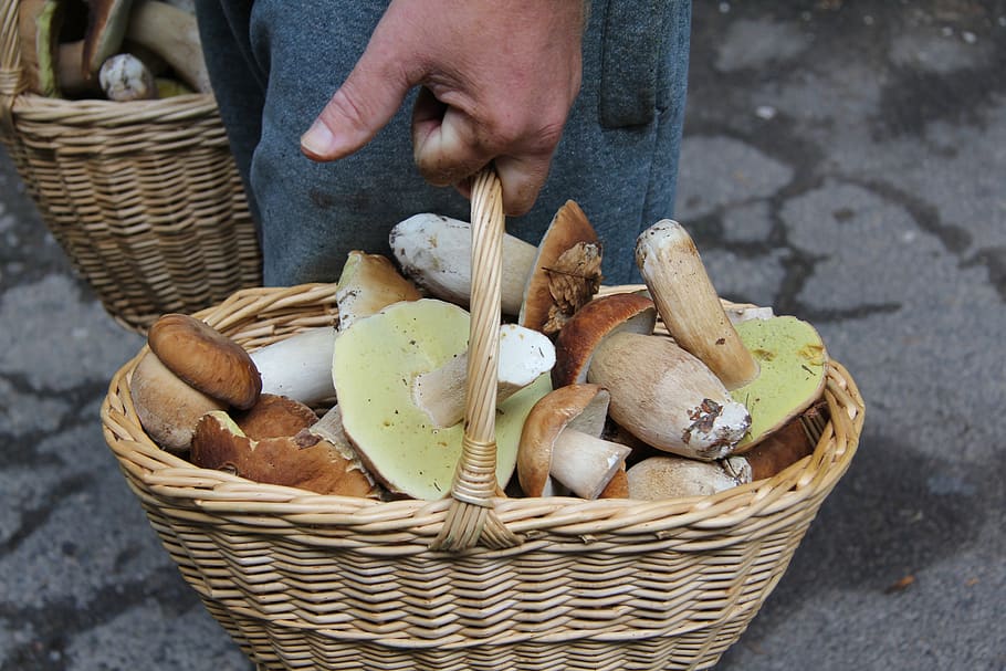sponge, boletus, cart, wild mushrooms, mushrooms, collection, mushroom picking, dubák, one person, container