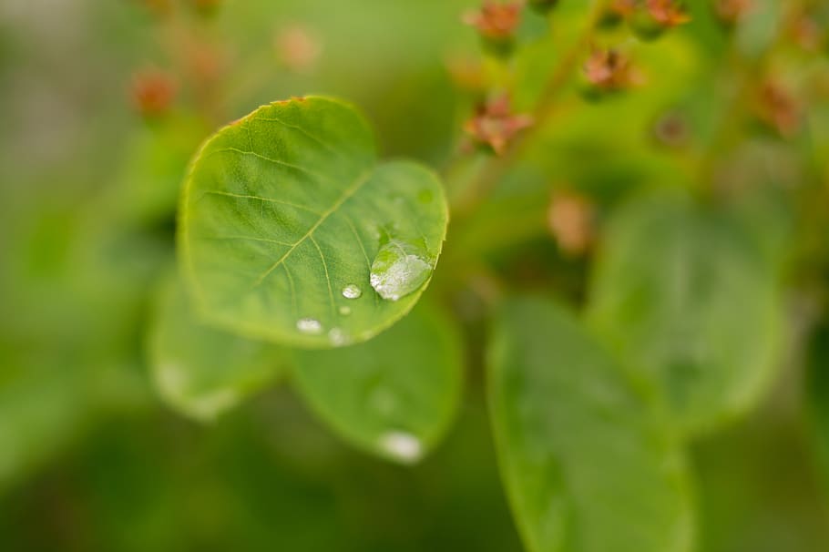 water drop, leaf, leaves, green, green color, plant, plant part, growth, close-up, beauty in nature