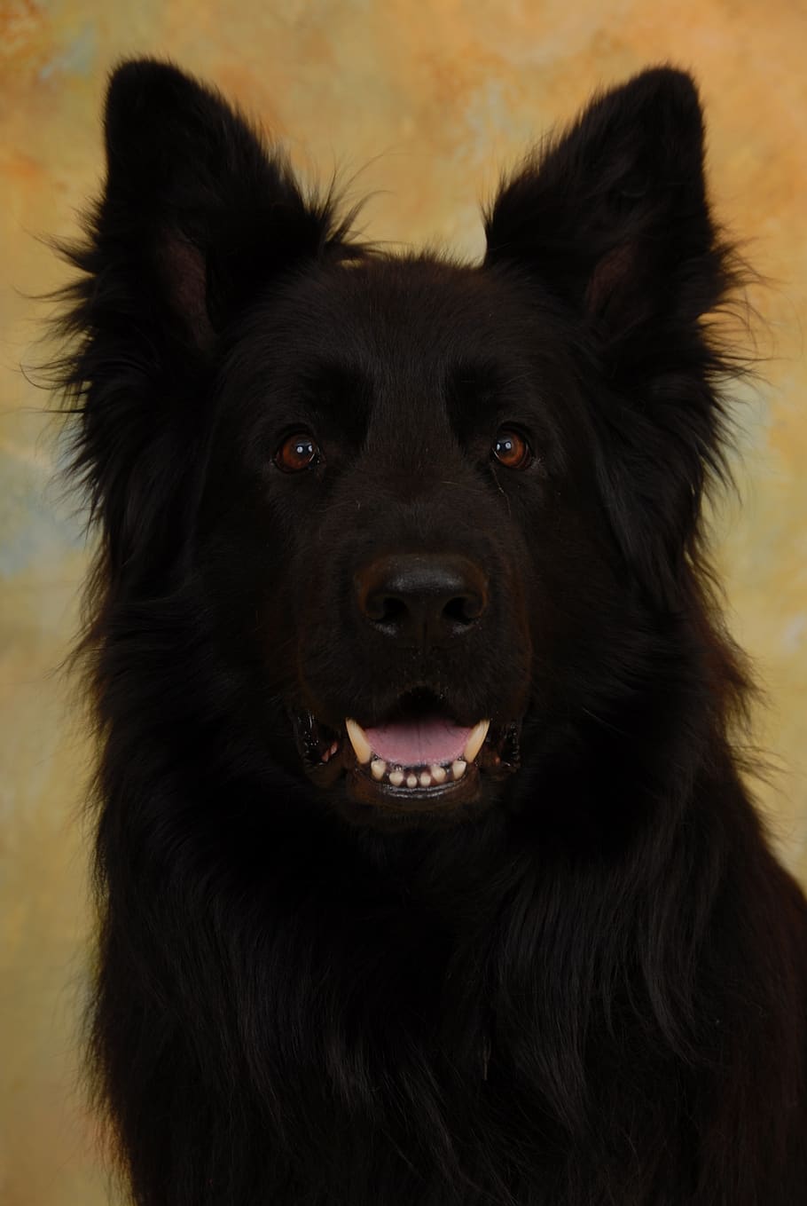 lacquer black long hair german shepherd, black, german longhaired pointer, canine, one animal, dog, animal, pets, animal themes, domestic animals