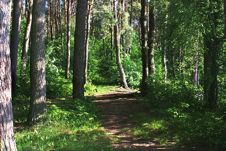 forest, the path, way, trees green beauty, beautiful, tree, landscape, trees, figure, mood