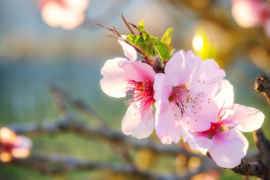 almond blossom, blossom, bloom, flower, tree, almond tree, prunus dulcis, spring, flowering plant, freshness