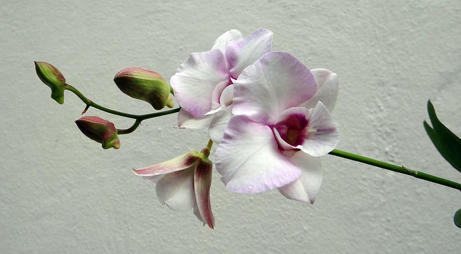close-up photography, pink, white, orchids, orchid, flower, pink rock orchid, pink rock lily, capt, king's dendrobium