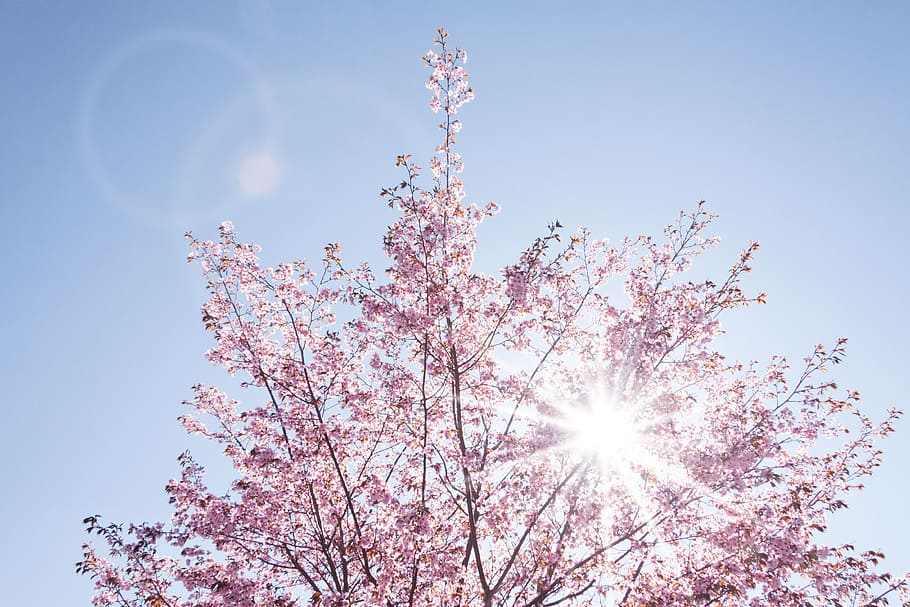 closeup, foto, pohon, siang hari, musim semi, bunga sakura, pohon sakura jepang, matahari, mekar, langit