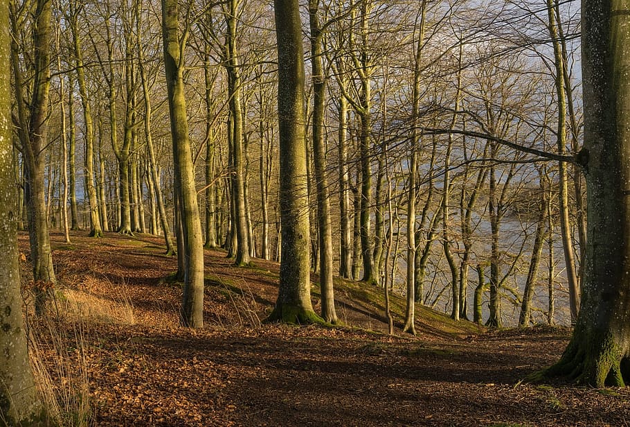 foto de floresta, árvores, floresta, paisagem, cênico, inverno, sombras, ao ar livre, Lago hald, viborg commune