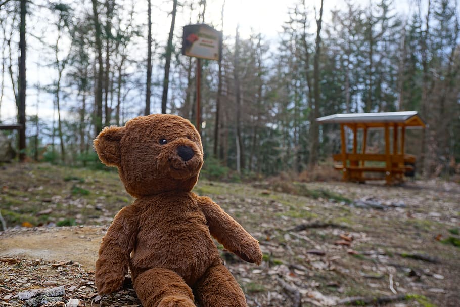 teddy, bear, mainan, alam, teddy bear, hutan, kayu, boneka, beruang teddy, pohon