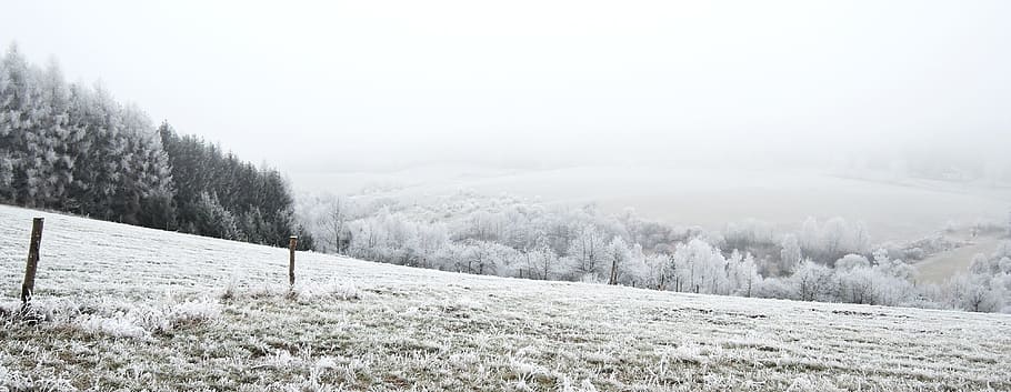 Winter, Landscape, View, Meadow, Rime, path, bush, snowy, nature, icing