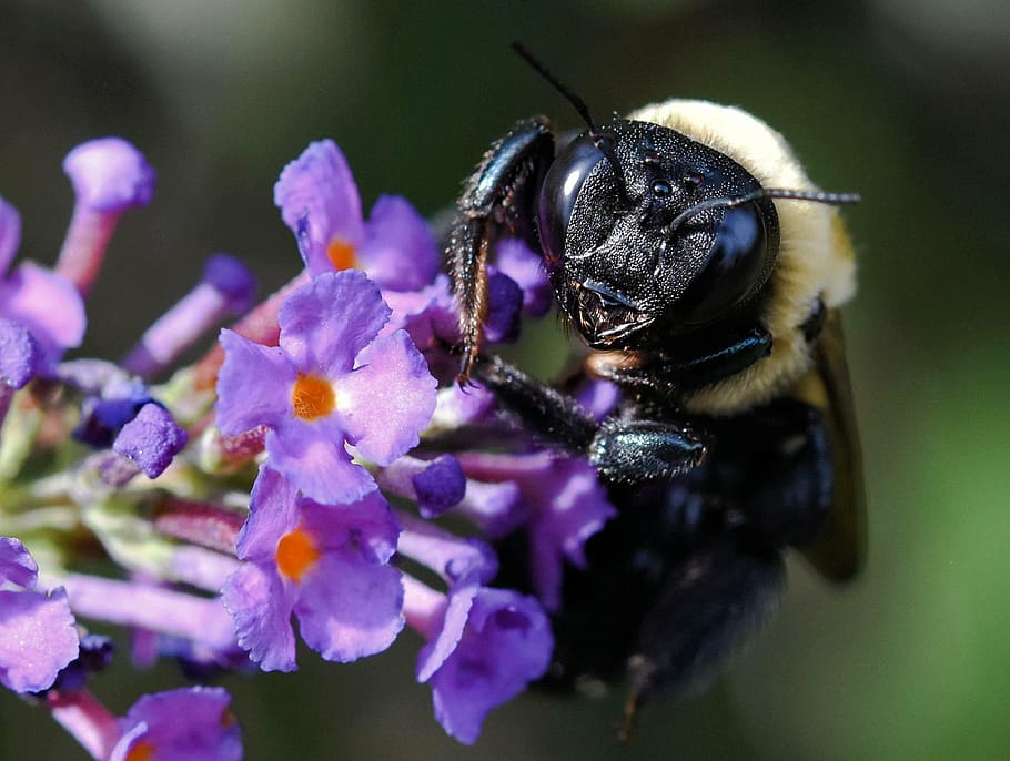 bumblebee, bee, insect, honeybee, bug, nature, beekeeping, flying, animal themes, flower