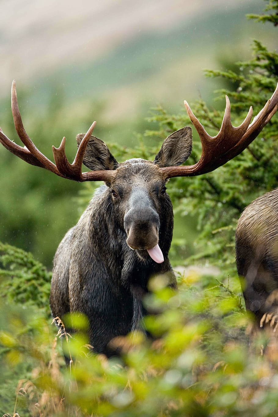 selective, focus photography, moose, bull, shot, elk, deers, animals, fauna, animal