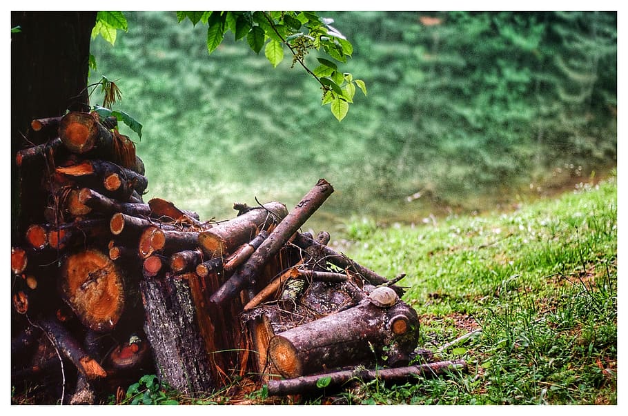 Untitled, pile of firewood, transfer print, auto post production filter, land, nature, day, grass, plant, close-up