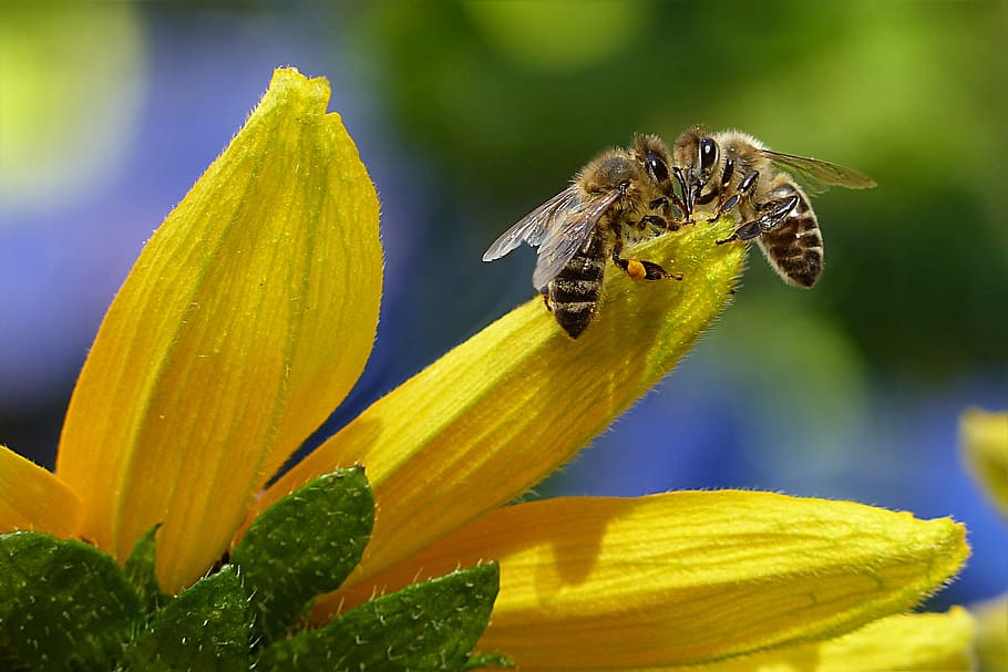 dos, abejas, poco profundas, lente de enfoque, abeja, abeja melífera, apis, insecto, flor, jardín