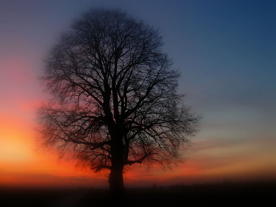 tree, silhouette, sunset, dusk, abendstimmung, evening sky, clouds, mood, solitair, solitaire