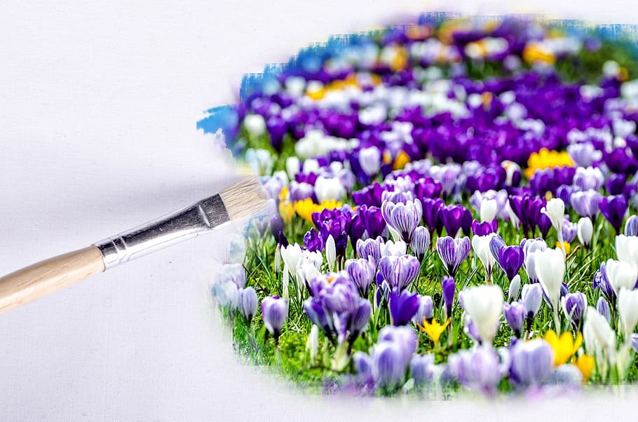 purple, white, petal flowers, paintbrush, flower, flowers, wallpaper, floral, yellow, field
