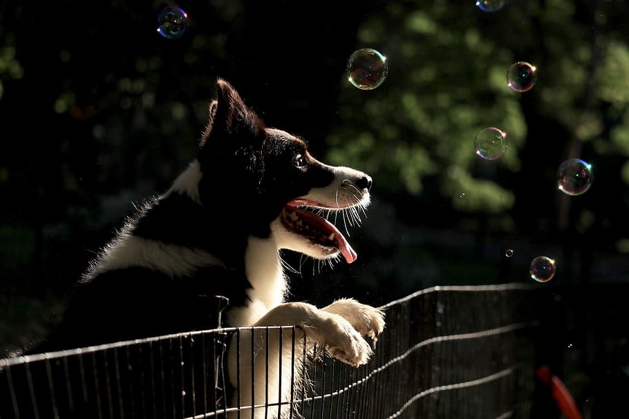 negro, border collie, inclinado, valla metálica, mirando, burbujas, perro, cachorro, collie, burbuja