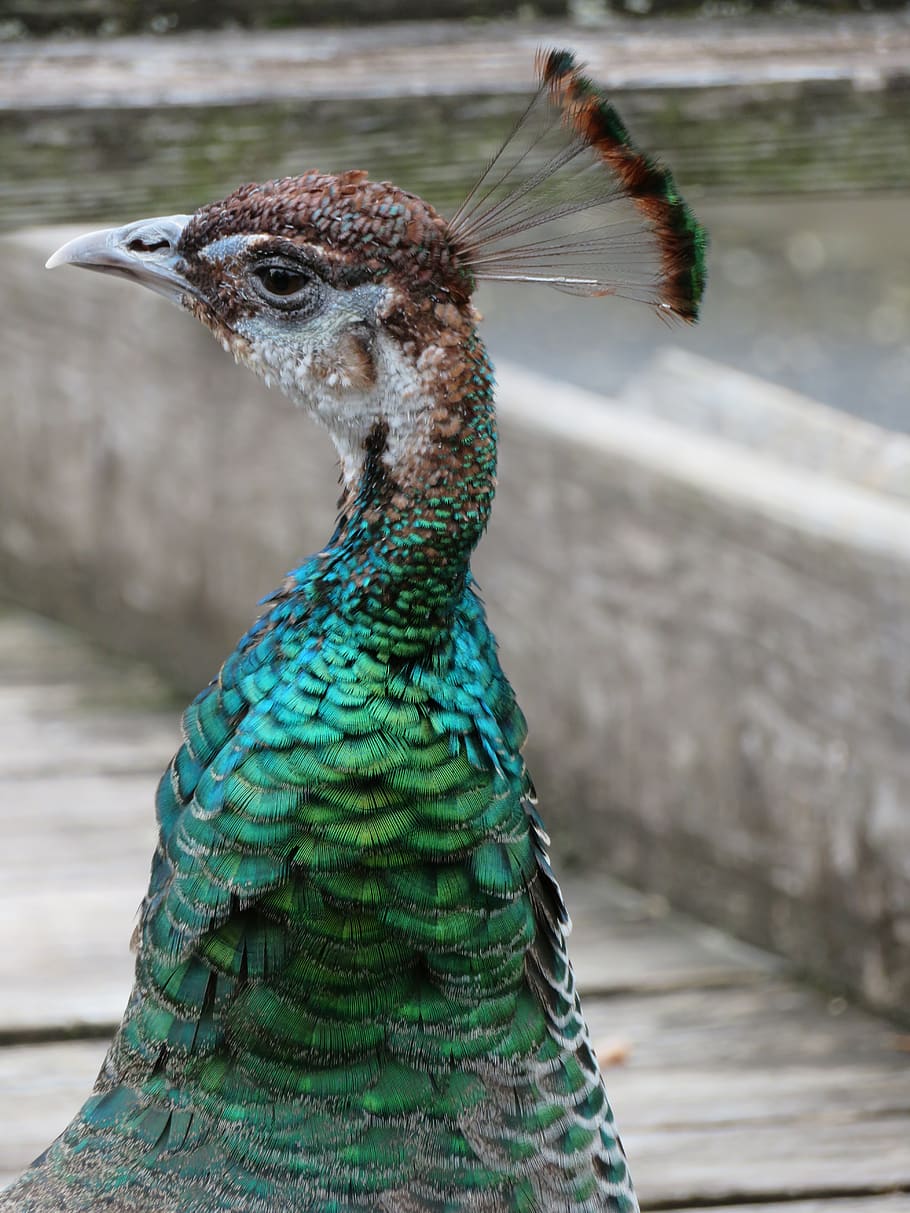 peacock, bird, peahen, peafowl, wildlife, proud, colorful, nature, plumage, animal