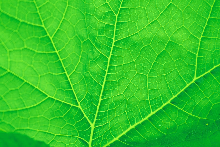 leaf, texture, pattern green, plant part, green color, close-up, leaf vein, full frame, beauty in nature, backgrounds