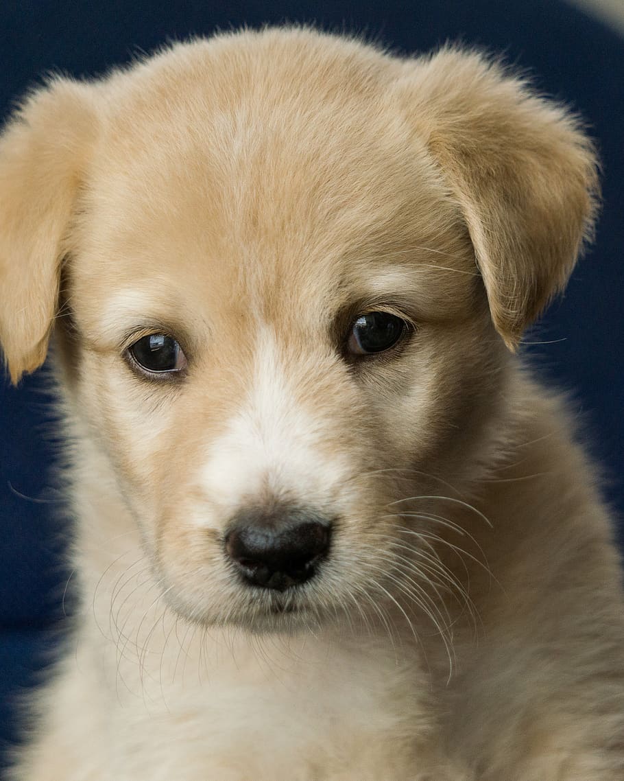 animal, puppy, dog, labrador, light brown, pet, dog head, purebred dog, ecuador, joga
