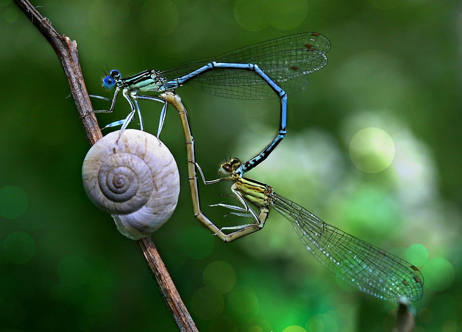 superficial, foto de enfoque, dos, libélulas de apareamiento, libélula, apareamiento, amor, insecta, alas, caracol