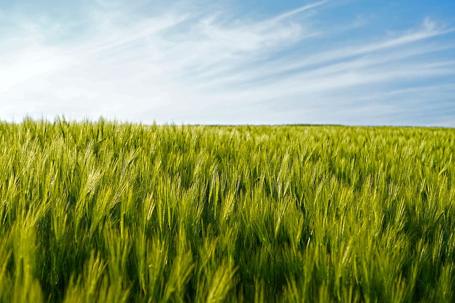 campo de arroz, campo, trigo, campos de trigo, agricultura, cereais, culturas, primavera, natureza, cena rural