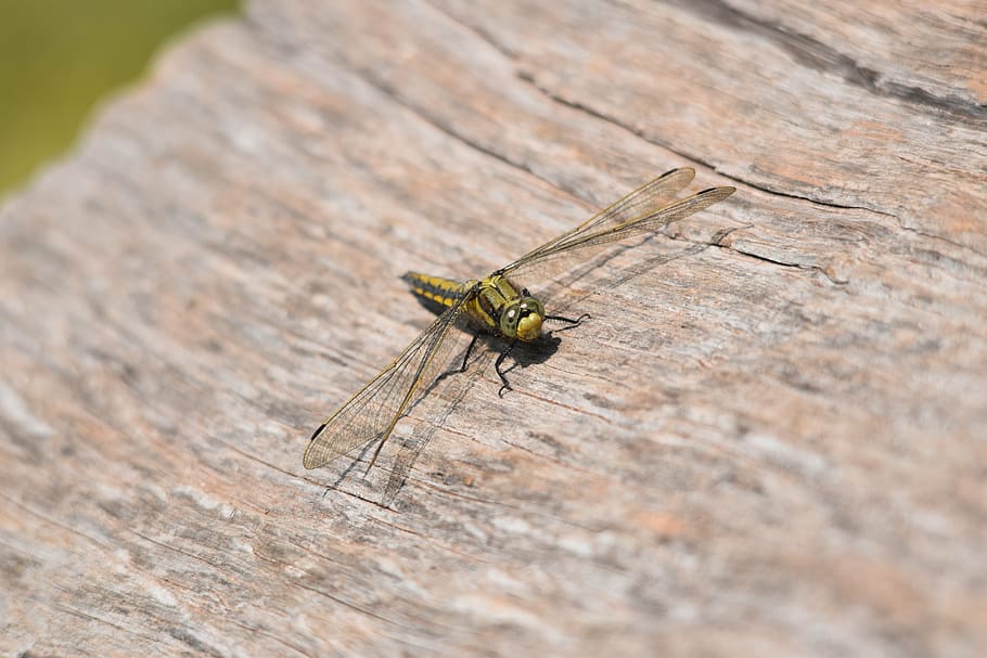 hairy, dragonfly, possibly, invertebrate, insect, animal themes, animals in the wild, animal, animal wildlife, one animal