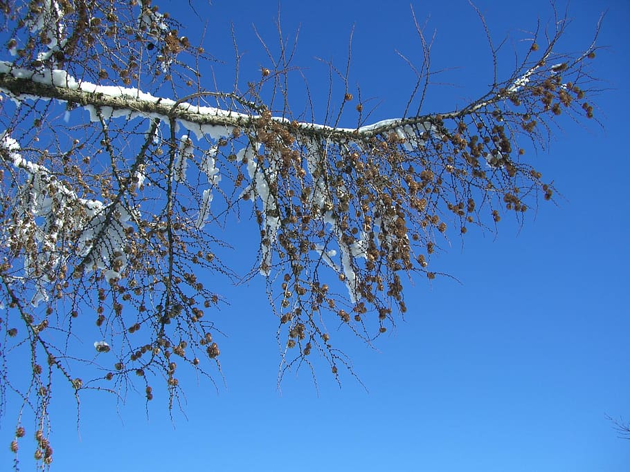 larch, winter, branch, snowy, sky, nice weather, tree, plant, blue, low angle view