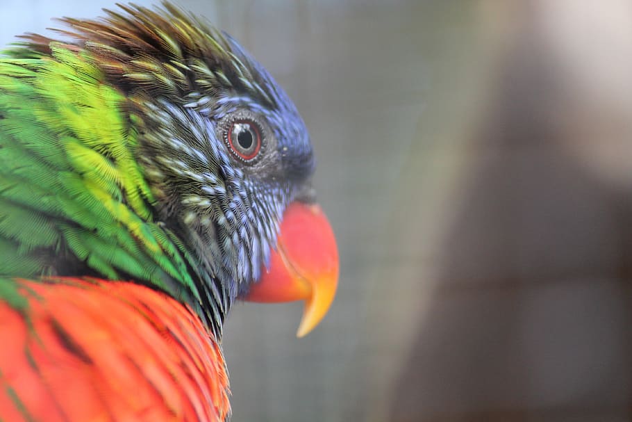 pássaro, papagaio, loropark, tenerife, vermelho, verde, azul, temas animais, animal, vertebrado