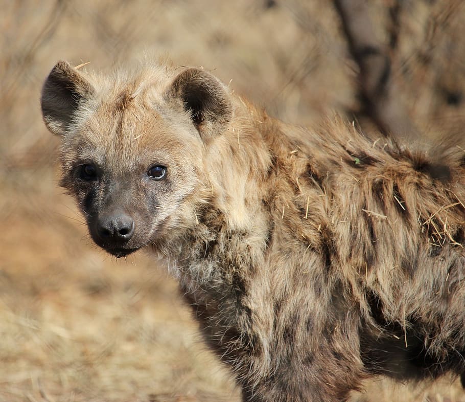 spotted hyena, predator, wildlife, nature, safari, carnivore, kruger, scavenger, hyena, africa