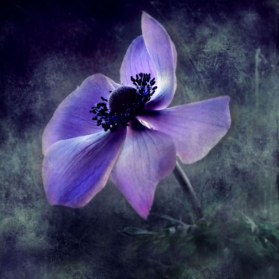 purple 5-petal flower, flowers, texture, painting, blue, colorful, deco, flower, flowering plant, freshness